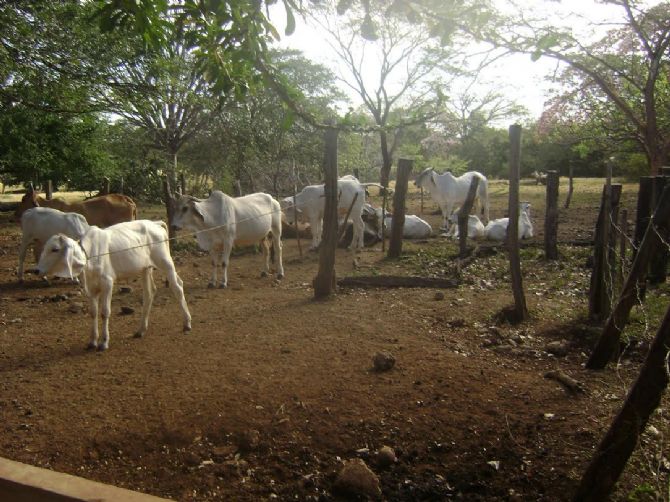 Rancho Perlita Chorotega 
